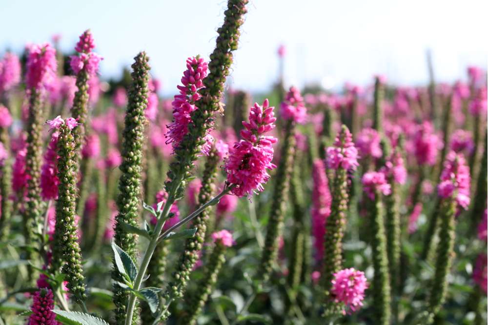 Langbladet ærenpris 'First Love'